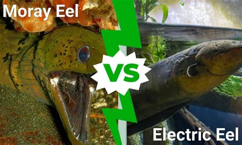 electric eel vs eel